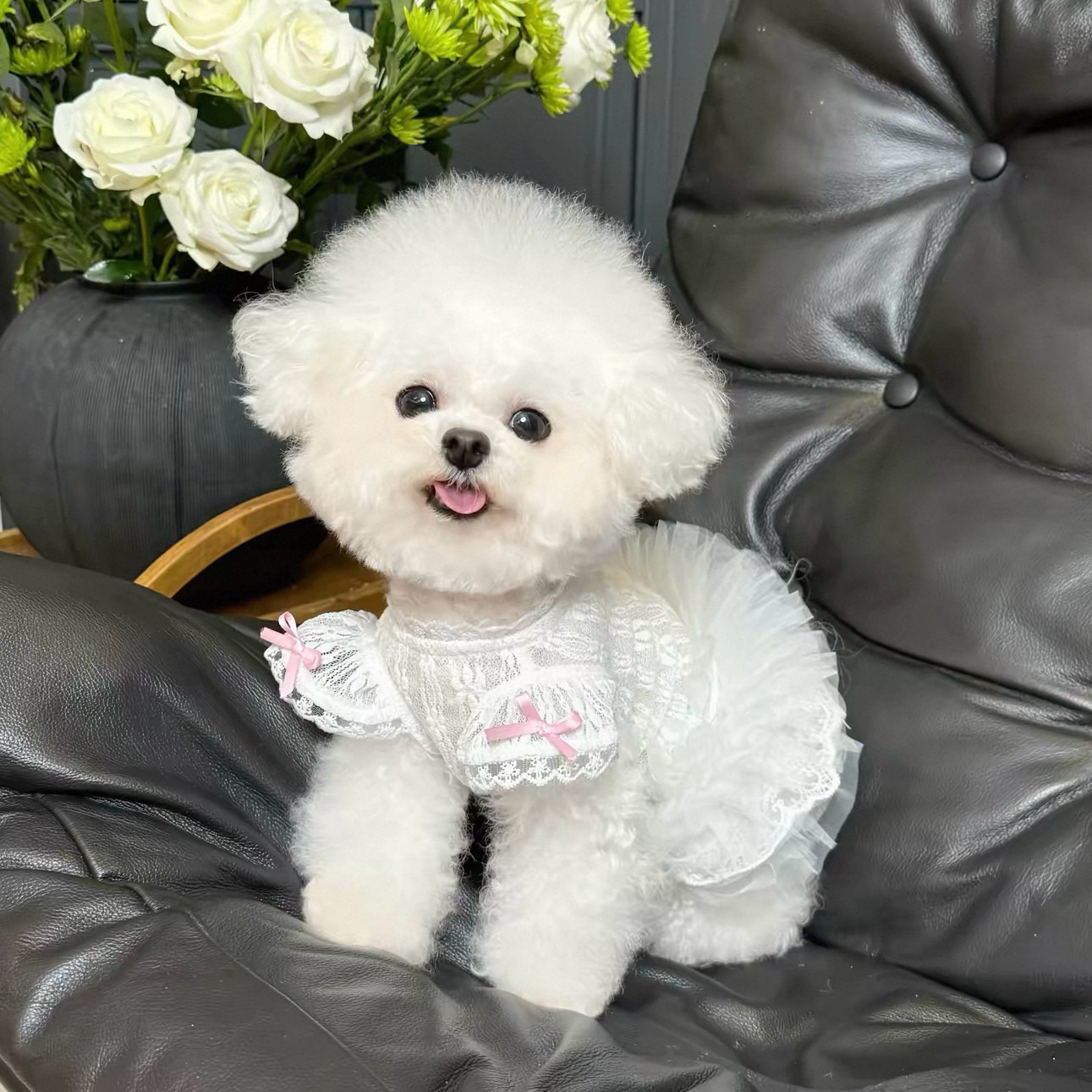 2026 Princess Style Pet Dress  - Lace Teddy Lingerie ulasan dan harga
